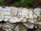 Lilaszegélyű egyrétűtapló (Trichaptum biforme), Mátra
